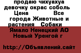 продаю чихуахуа девочку,окрас соболь › Цена ­ 25 000 - Все города Животные и растения » Собаки   . Ямало-Ненецкий АО,Новый Уренгой г.